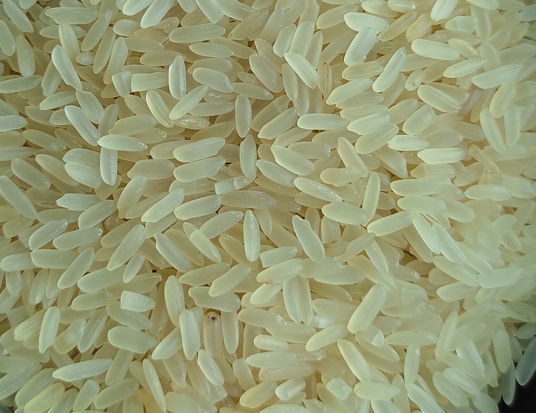 Quinoa Seeds