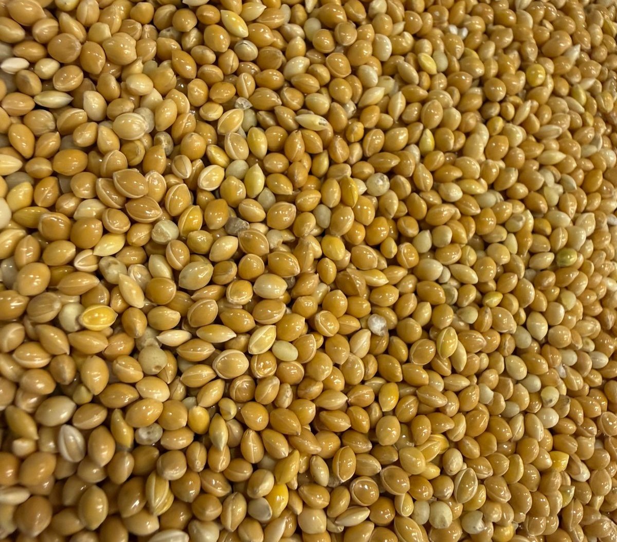 Steam Basmati Rice