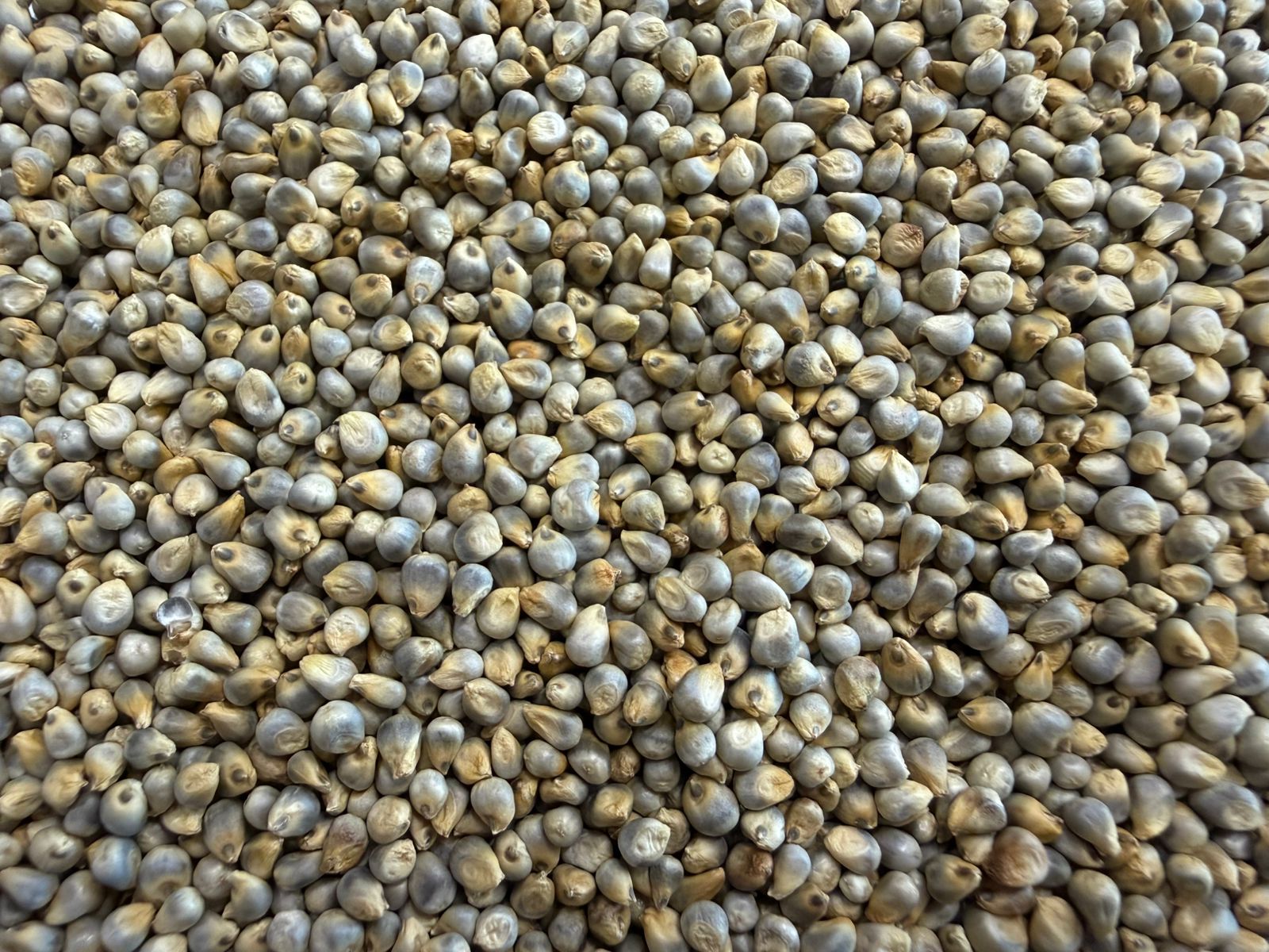Pure Basmati Rice