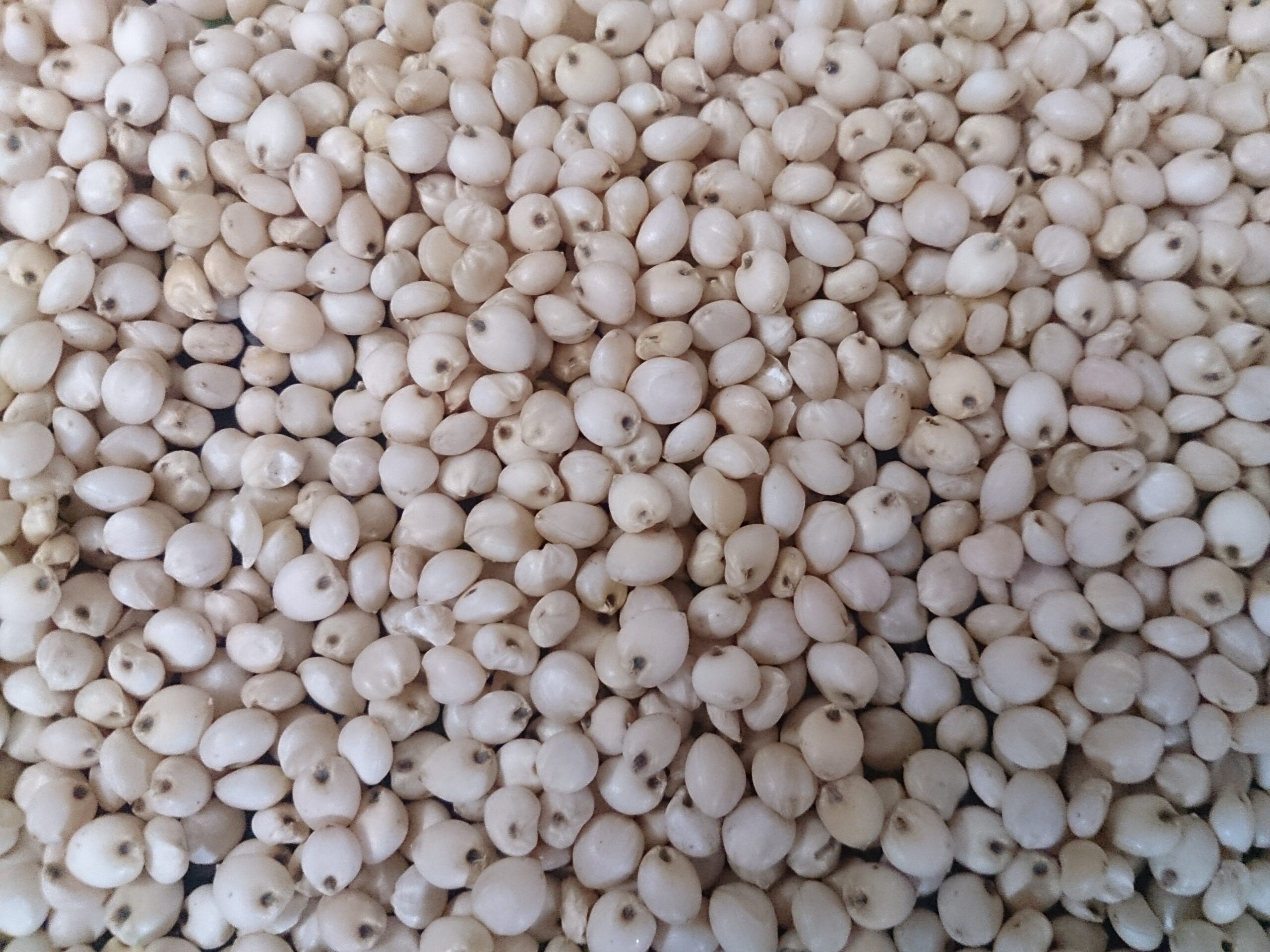 Yellow millet