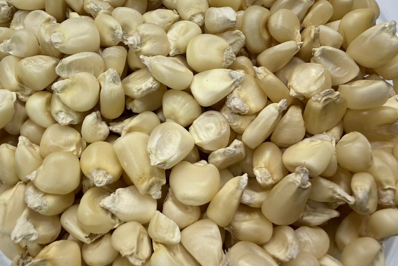 White Maize Exporter from India