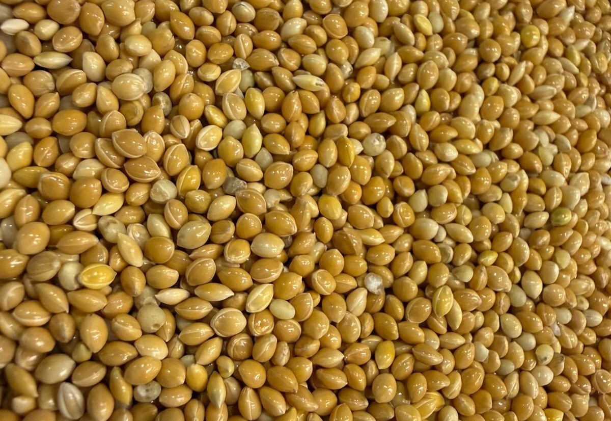 Yellow millet