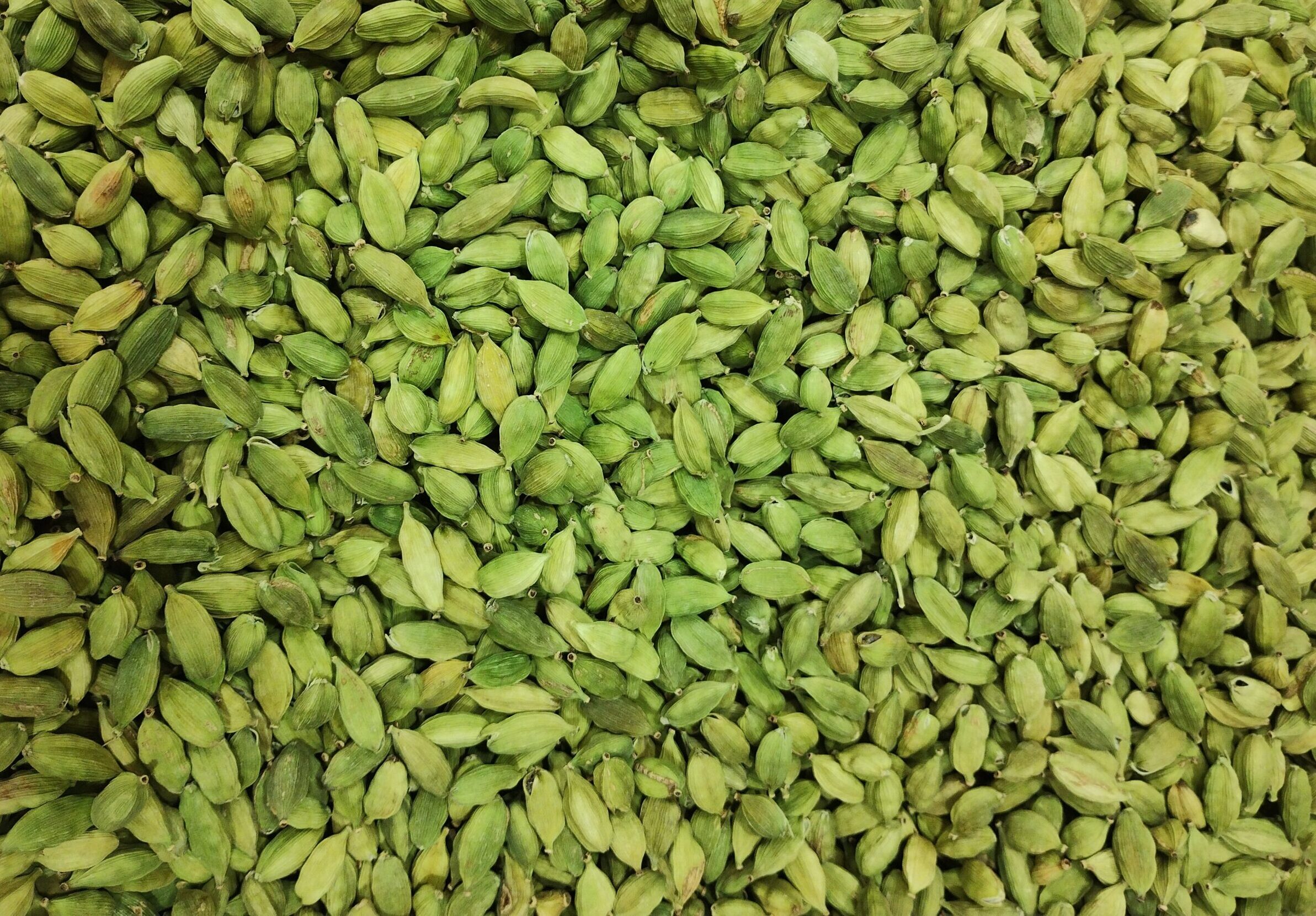 White Maize Exporter from India