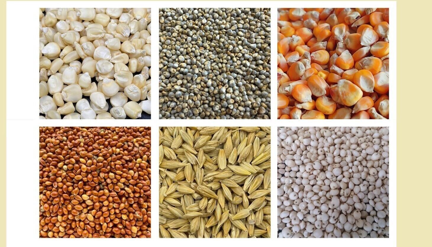 Grains