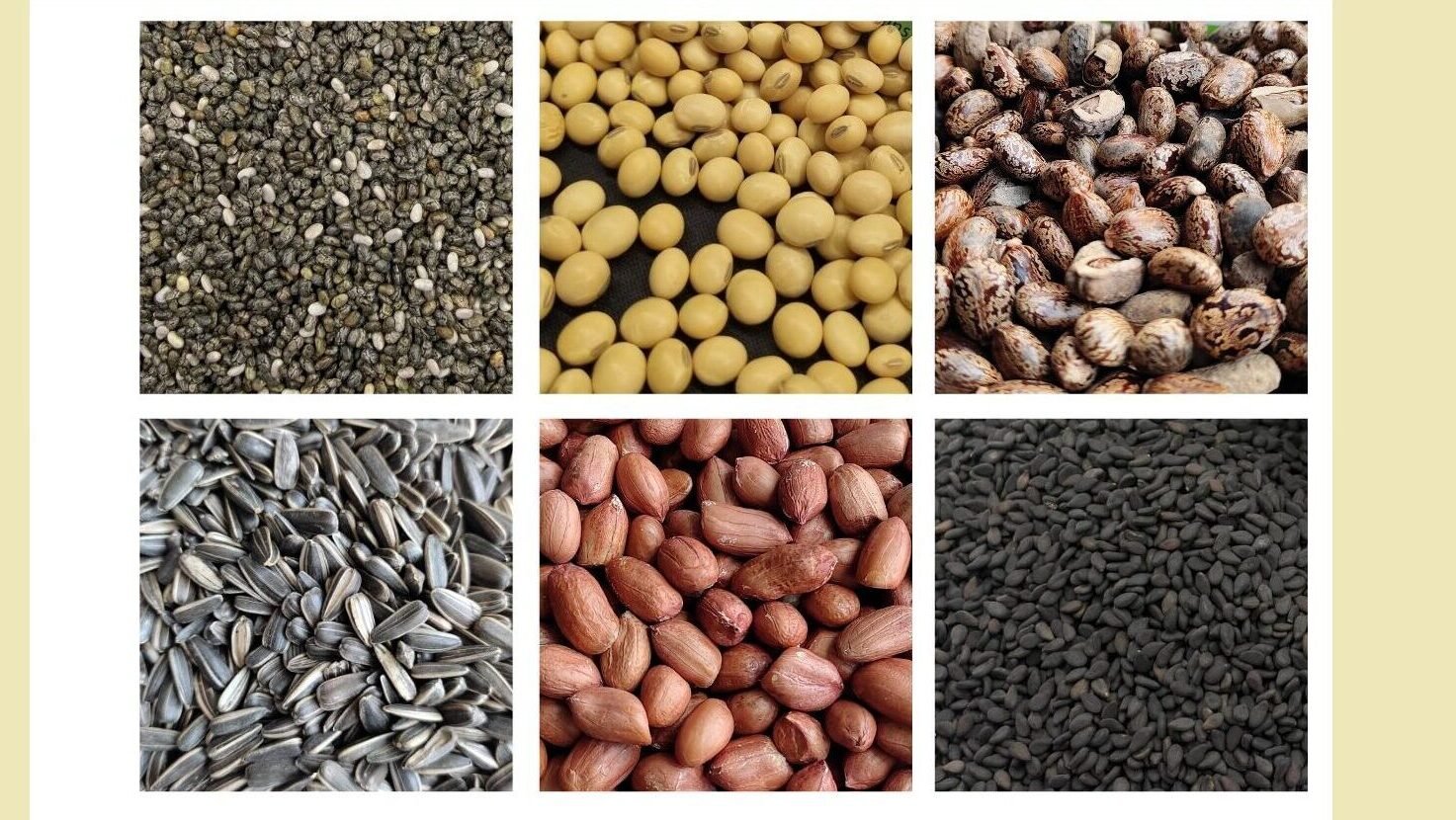 Oil Seeds