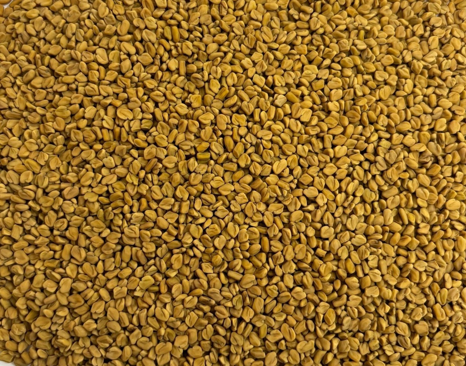 Fenugreek