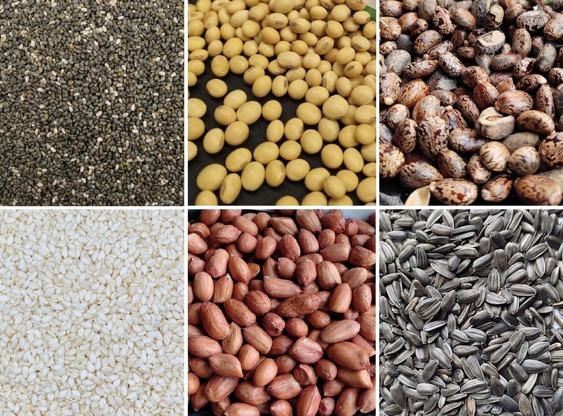 Oil Seeds
